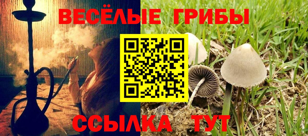 Псилоцибиновые грибы мицелий Камень-на-Оби
